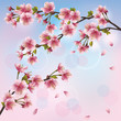 Light background with sakura blossom - Japanese cherry tree