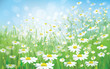 Vector of spring background with white daisies.