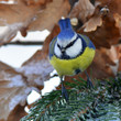 blue tit in winter time