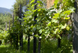 Weinrebe