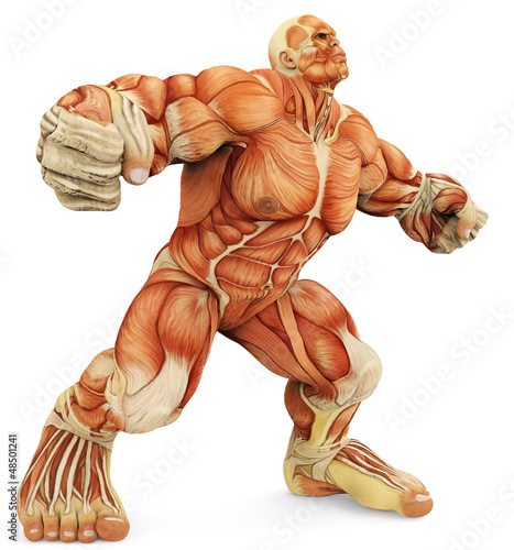 Illustration: male super muscle side view male super muscle side view