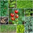 Gemüse aus dem Garten