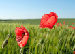 Klatschmohn - Papaver rhoeas
