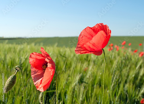 Photo: Klatschmohn - Papaver rhoeas Klatschmohn - Papaver rhoeas