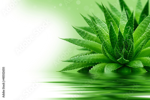 Photo: Aloe Aloe