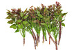 Neem leaves and flowers