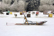 Sled dog team5