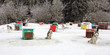 Sled dog team4