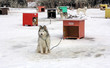 Sled dog team3