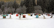 Sled dog team2