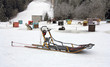 Sled dog team1