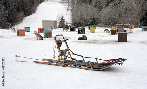 Photo: Sled dog team1 Sled dog team1
