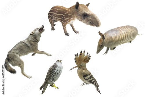 Photo: animals animals
