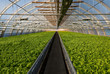 Greenhouse lettuce