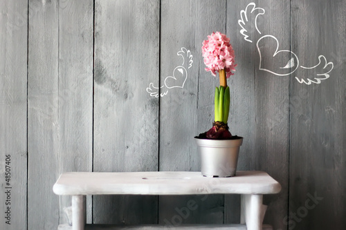 Photo: Hyacinth Hyacinth