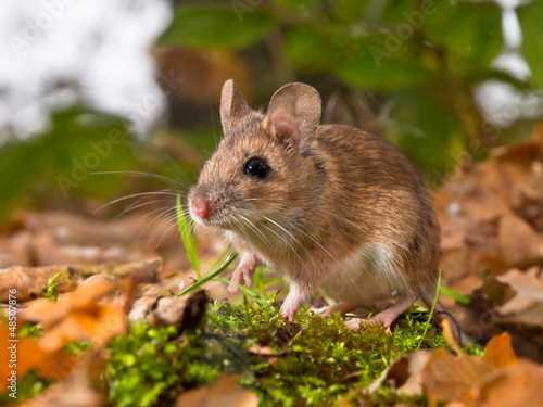 Photo: yellow necked mouse in forest yellow necked mouse in forest