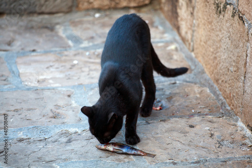 Photo: Cat and fish Cat and fish