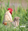 White rooster