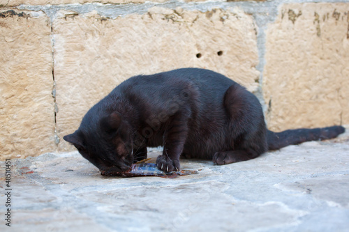 Photo: Cat and fish Cat and fish