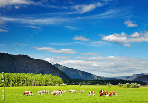 Photo: Grazing cows Grazing cows