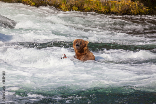 Photo: Bear on Alaska Bear on Alaska