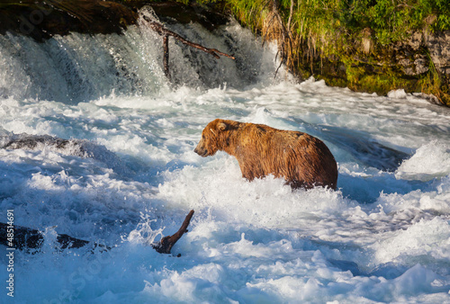 Photo: Bear on Alaska Bear on Alaska
