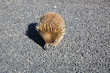Short-beaked Echidna (Tachyglossus aculeatus)