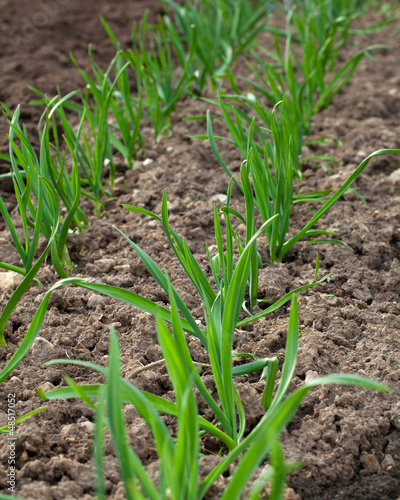 Photo: growing garlic growing garlic