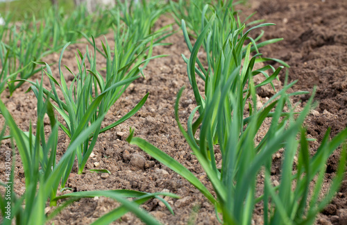 Photo: growing garlic growing garlic
