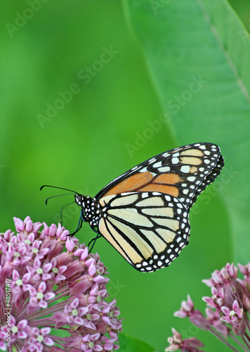Photo: Monarch on Milkweed flower Monarch on Milkweed flower