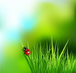 vector background with green grass and ladybug