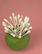 Cotton buds over pink