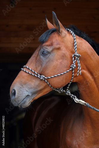 Photo: Graceful horse in dark stable Graceful horse in dark stable