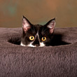 Katzenkind verspielt
