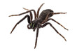 black spider species tegenaria sp