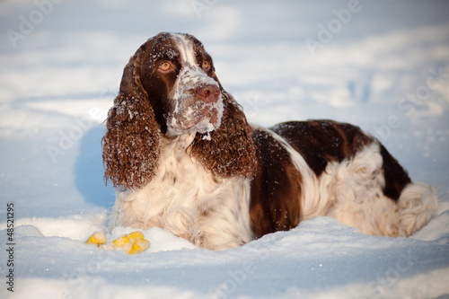Photo: springer spaniel dog winter portrait springer spaniel dog winter portrait