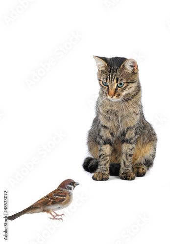 Photo: cat cat