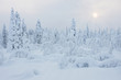 Snowy winter