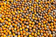 Betel nut