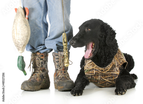 Photo: hunting dog hunting dog