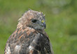 Red-Tailed Hawk Portrait
