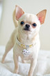 Chuchuahua