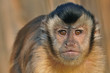 Foto: Haubenkapuziner (Cebus apella) Haubenkapuziner (Cebus apella)