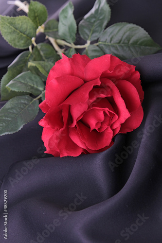 Photo: red rose red rose