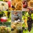 Autumn collage