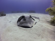 Quiet danger in camouflage