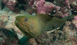 Close up green Moray Eel