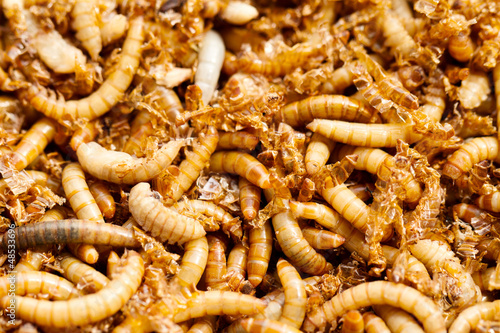 Photo: mealworms mealworms