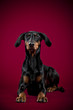 Dobermann Hündin, liegend
