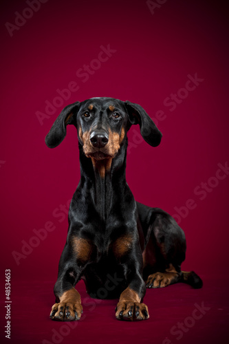 Photo: Dobermann Hündin, liegend Dobermann Hündin, liegend
